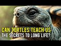 Can Turtles Teach Us The Secrets To Long Life