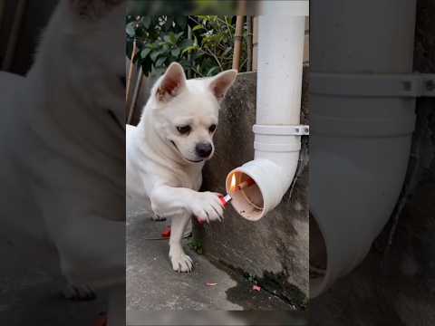 الكلب يطلق صاروخ للحمام 😂 #funny #abu_qais24 #shorts