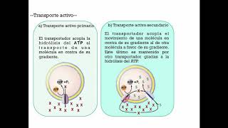 Digesto Absorción - Digestivo, Renal y Endócrino