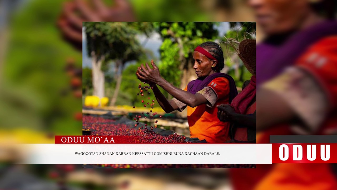 Mo'aa : Oomishni Bunaa Dachaan dabale. Oduu Kibxata Galgalaa (Hagayya 4 . 2026) Finfinnee