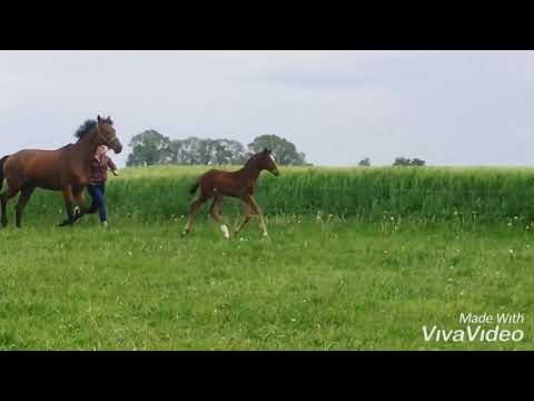 Filly by Coupe Gold x St.Pr. Quintender *for sale*