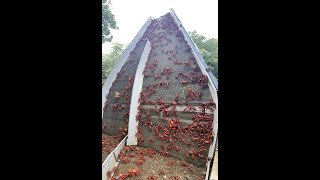Crab Bridge - Christmas Island