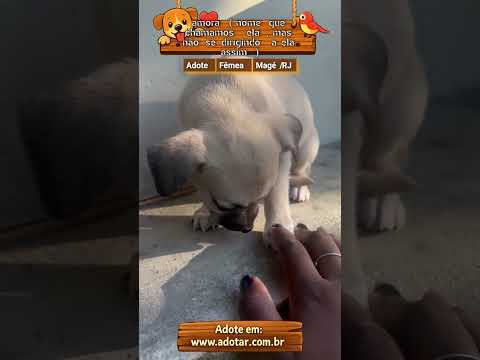 Vídeo de amora ( nome que chamamos ela , mas não se dirigindo a ela assim ) 