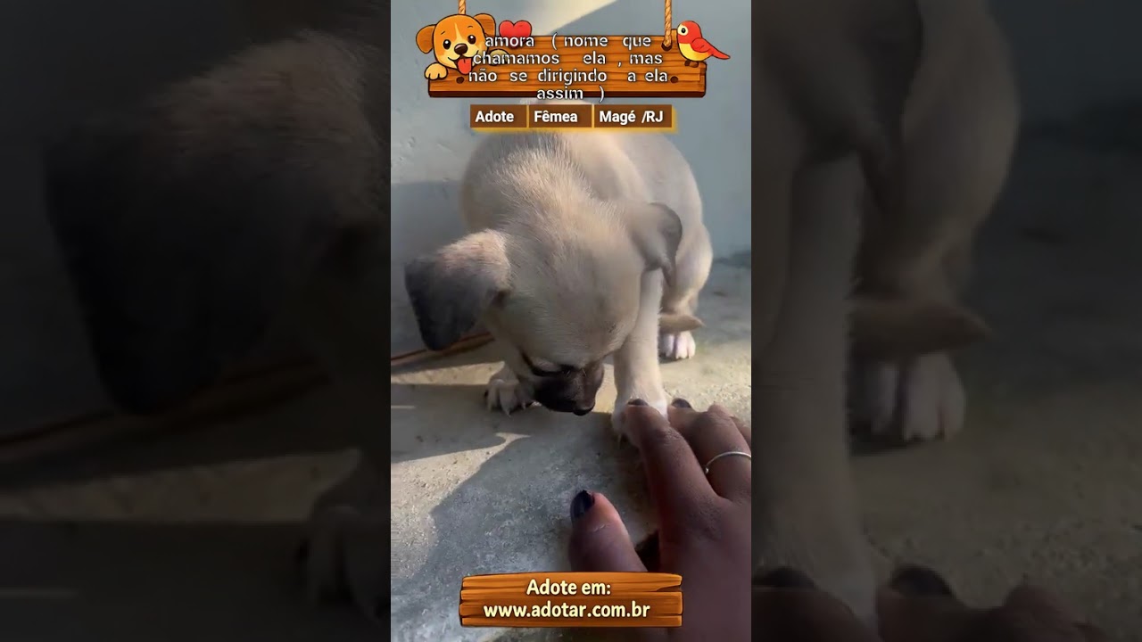 Cachorro raça SRD-ViraLata idade 2 a 6 meses nome amora ( nome que chamamos ela , mas não se dirigindo a ela assim ) 