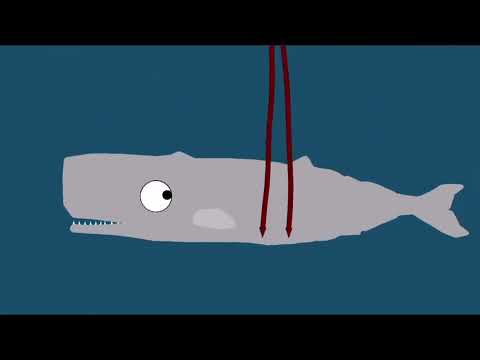 Colossal Squid VS Sperm Whale(Late 100 sub special)