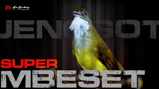 Download lagu CUCAK JENGGOT GACOR MASTERAN SUPER BESET mp3 Download lagu CUCAK JENGGOT GACOR MASTERAN SUPER BESET mp3