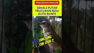 Download lagu suara pancingan trucukan diam tidak mau bunyi | trucukan stres pancing emosinya #trucukan #shorts mp3 Download lagu suara pancingan trucukan diam tidak mau bunyi | trucukan stres pancing emosinya #trucukan #shorts mp3