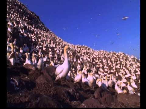 Sula biela (Morus bassanus) — Bass Rock, najväčšia kolónia druhu na svete