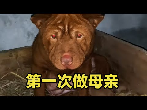 骂了它几句就跑？原来躲在这里，已经生了一窝小狗了 #五红犬 #中华田园犬