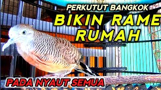 Download lagu Suara Perkutut Bangkok Gacor Bikin Rame burung Perkutut Serumah mp3 Download lagu Suara Perkutut Bangkok Gacor Bikin Rame burung Perkutut Serumah mp3