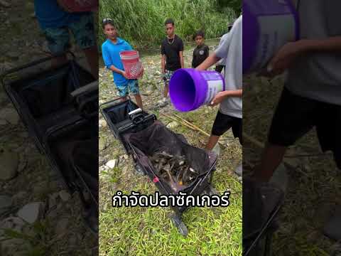 การแพร่ระบาดของปลาซัคเกอร์