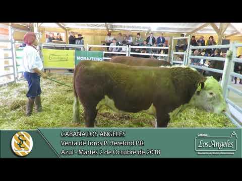 02-10-18 Venta de Toros P. Hereford P.R. - Cabaña Los Angeles - Azul