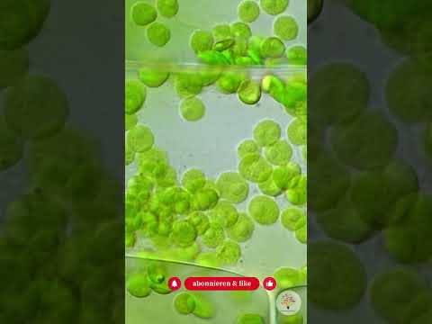 Moos im Winter: Warum es bei Frost wächst und deinem Naturgarten nützt