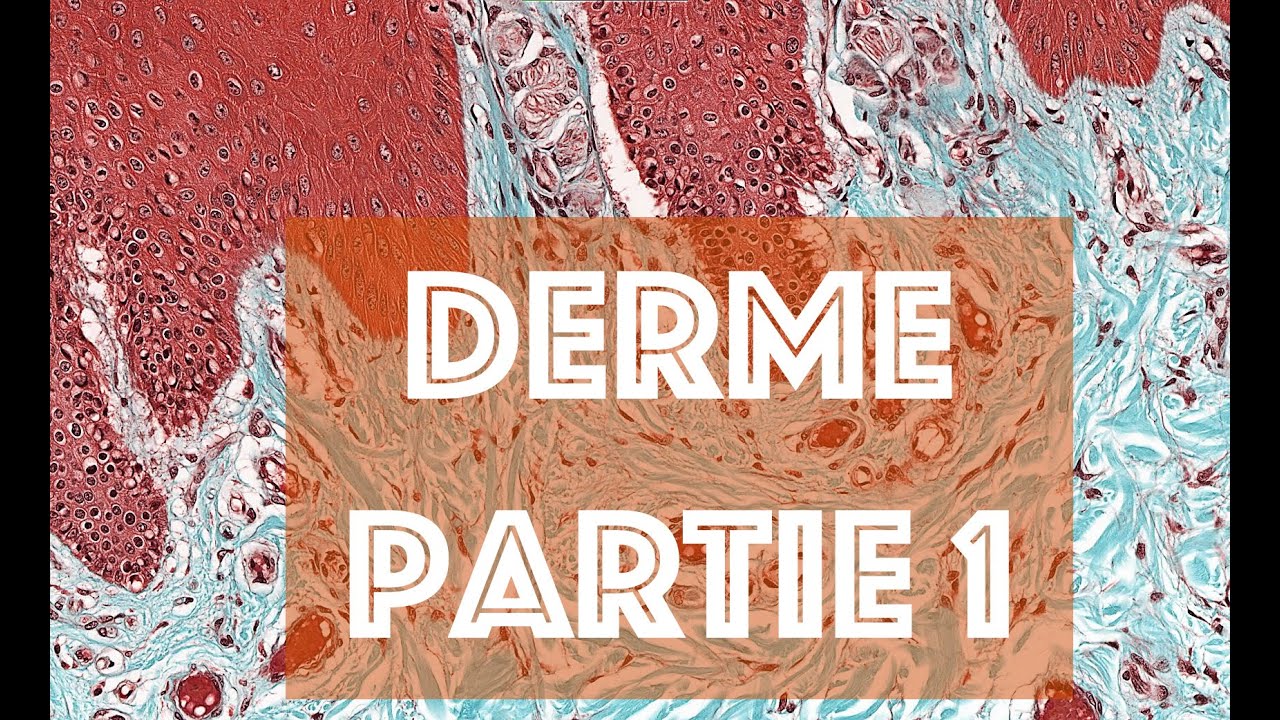 LE DERME (partie 1) - HISTOLOGIE