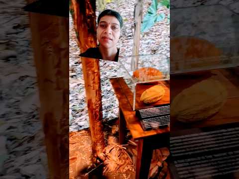 Lindt- home of chocolate museum # Lindt # lindtchocolates # ytshorts #pratyaksha #Anvita