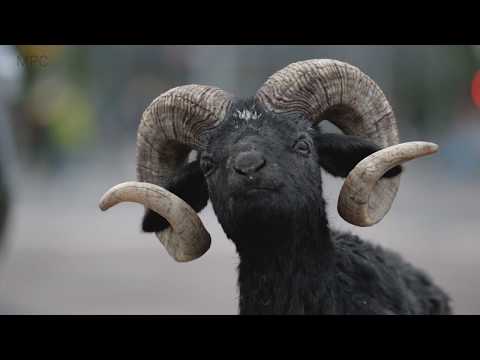 MPC Character & Creature Reel 2018