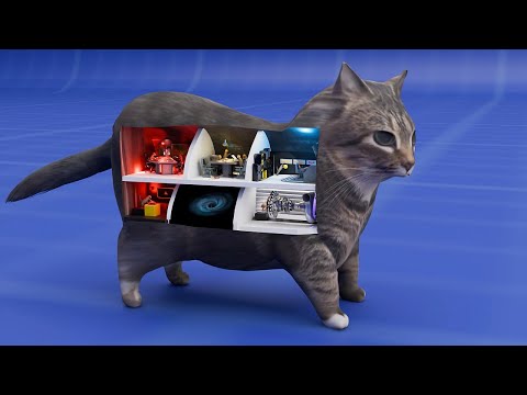How Cats are Built on the Inside