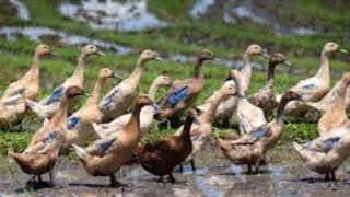 Download lagu SUARA BEBEK DAN MENGENAL BINATANG BEBEK ( DUCK SOUND ) mp3