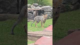 Raposa dos pampas #animais