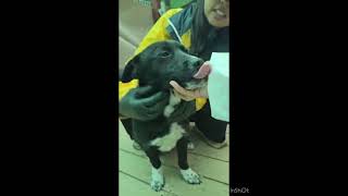 Video preview image #1 Border Collie-Unknown Mix Puppy For Sale in Seattle, WA, USA