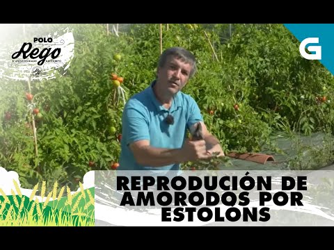Vídeo: Como reproducir a planta do amorodo