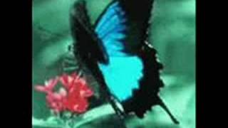 The garden-Mirah