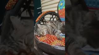 Download lagu #kucing ku lagi gabut mp3