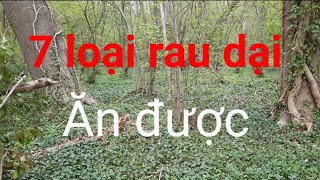 Rau dại giàu vitamine miễn phí ở Pháp| Rau mọc hoang nâú canh cực ngon.