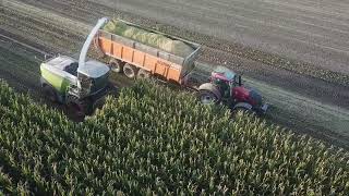 Loonbedrijf Hoornaert Rogghe | Mais hakselen | New CLAAS Jaguar 970 | New CLAAS Orbis 750