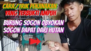 Download lagu Cara menjinakkan burung sogon/sogok ontong dengan TERAPI LAPAR @Jujum_Kicau mp3