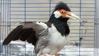 Download lagu Bird Sounds | Suren Starlink Bird mp3