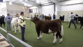 Students & Animals Shine at Northeast Georgia Livestock Show