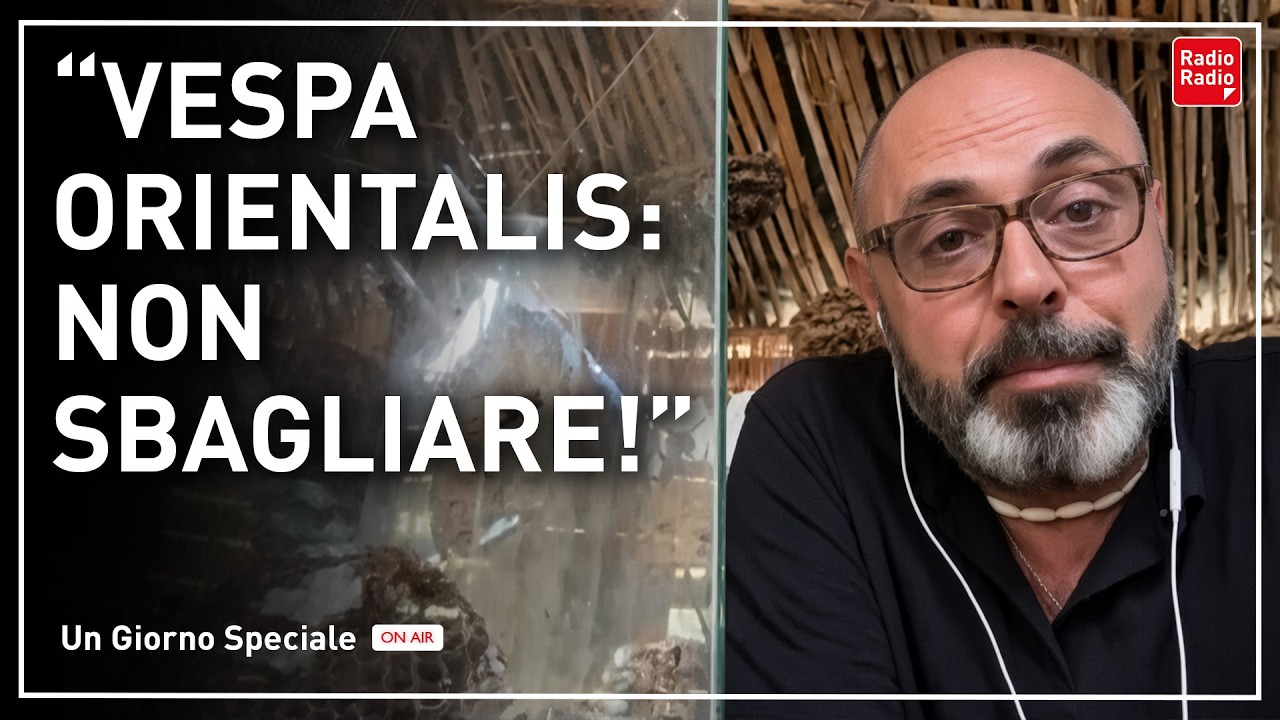 VESPA ORIENTALIS IN ESPANSIONE: I PERICOLI PER L'UOMO | Con Andrea Lunerti