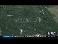 Corn Maze Safety: Sterling Farm Makes Changes To Annual Attraction