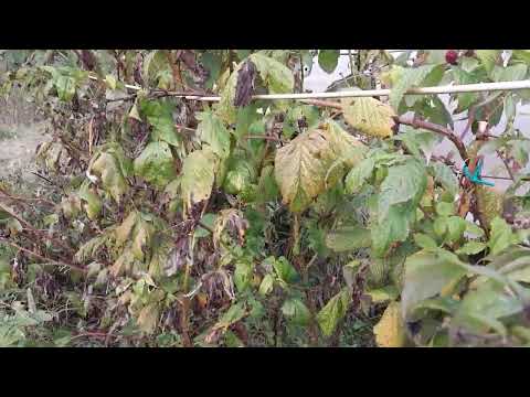 Jesenje orezivanje i priprema malina za  prezimljavanje