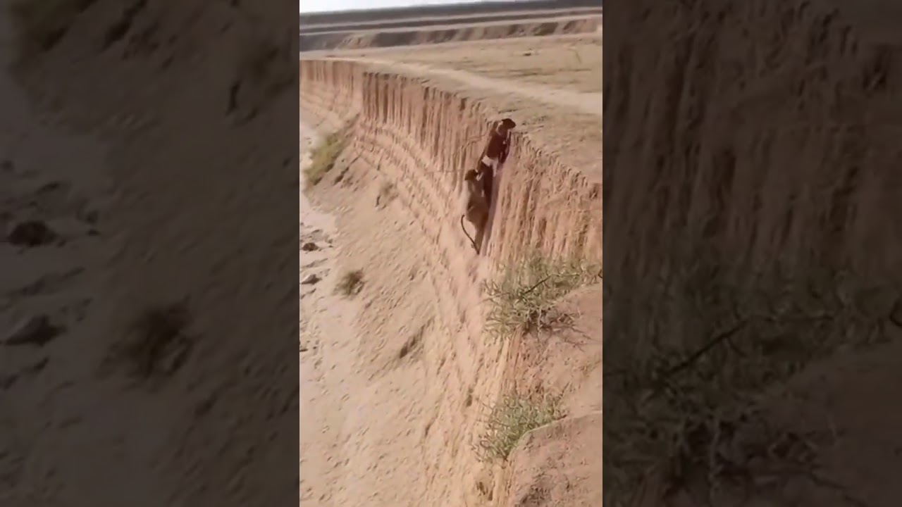 Help someone in need #monkey #goat #animals #help #nature