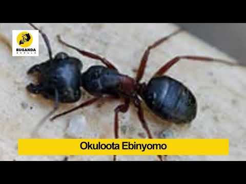 Okuloota Ebinyomo - Ebirooto Namakulu Gaabyo - Buganda Ekkula