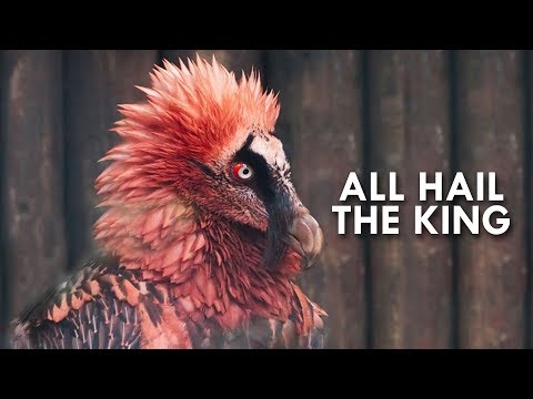 Vultures: Kings of the Dead