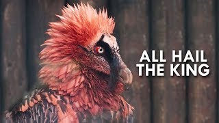 Vultures: Kings of the Dead