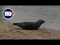 Wandelaar vindt zeehond langs de Lek bij Vianen