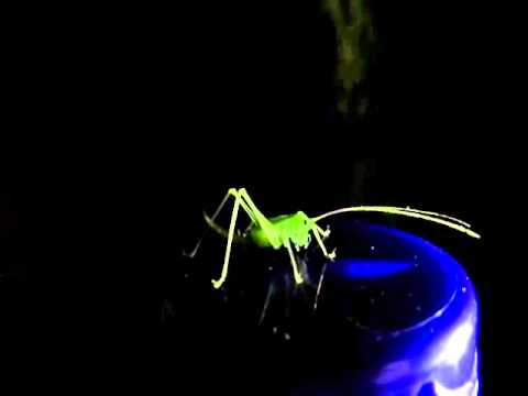 Death Metal Grasshopper Nymph