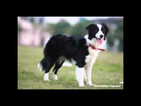 download lagu mp3 mp4 Border Collie Colores, download lagu Border Collie Colores gratis, unduh video klip Border Collie Colores