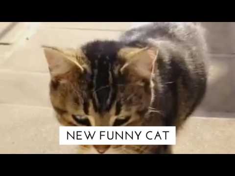 NEW! FUNNY CAT VIDOES! WEEKLY UPLOAD (Intro)
