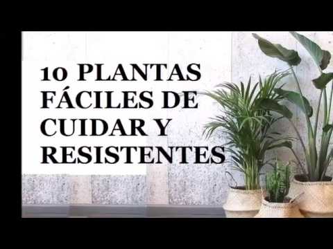 , title : '10 Plantas de interior resistentes y fáciles de cuidar en el hogar - SUB'