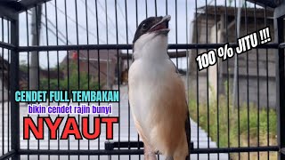 Download lagu burung cendet gacor FULL ISIAN untuk PANCINGAN CENDET AGAR BUNYI bikin BURUNG PENTET GACOR EMOSI mp3