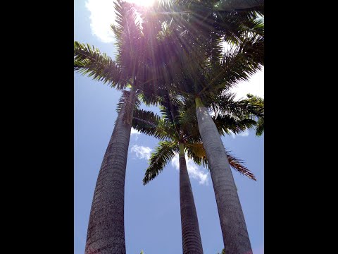 Destiny - #MYRHH Album 2020 - Ijahdan Taurus and Echo Lair