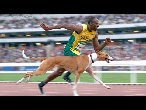 Usain Bolt vs Fastest Dog | 3D Speed Comparison