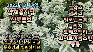양재꽃시장 식물튜브 2022년 8월 9일 [팬타스, 설악초, 에키네시아, 엔조이스킨, 카랑코아, 박쥐란 등등…