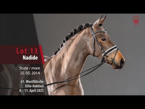 61. Westfälische Elite-Auktion Lot 13 Nadide Stute v. Nobel Nagano NRW -  Montreal