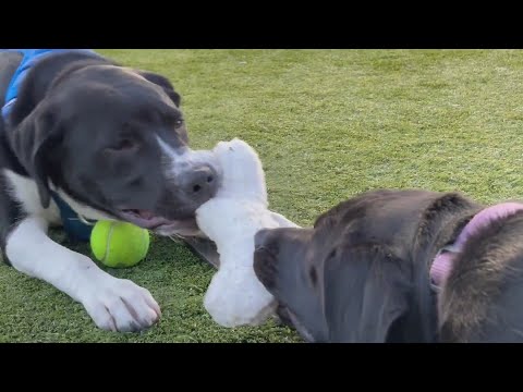 Chicago rescue pups Suzy and Vernon to compete in Puppy Bowl XXII - YouTube